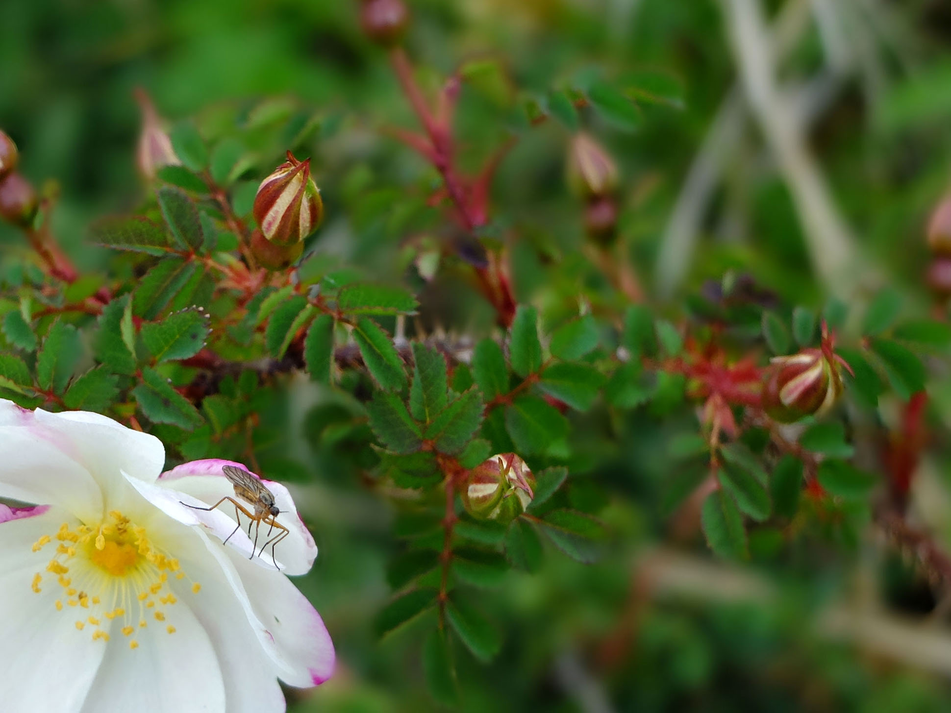 rose A Year in Beadnell